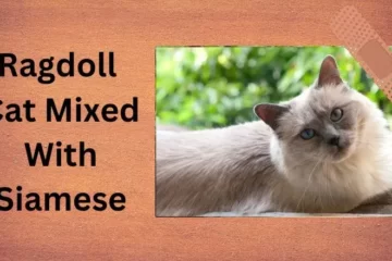 Ragdoll Cat Mixed With Siamese