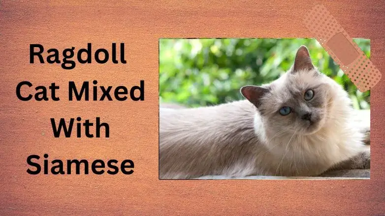 Ragdoll Cat Mixed With Siamese