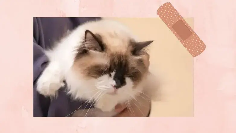 Ragdoll Cats And Allergies 2