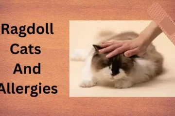 Ragdoll Cats And Allergies
