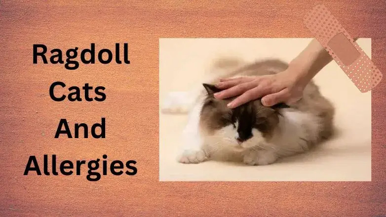 Ragdoll Cats And Allergies