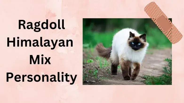 Ragdoll Himalayan Mix Personality 1