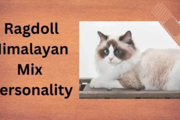 Ragdoll Himalayan Mix Personality