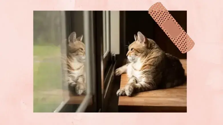 Ragdoll Tabby Cat Mix 2