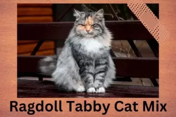Ragdoll Tabby Cat Mix