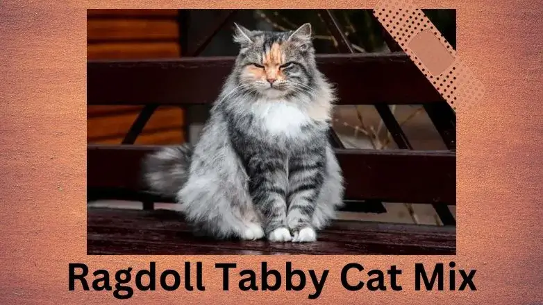Ragdoll Tabby Cat Mix
