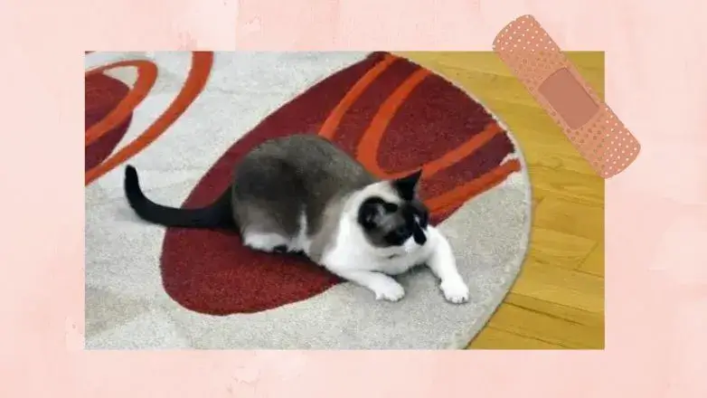 Snowshoe Cat vs Ragdoll