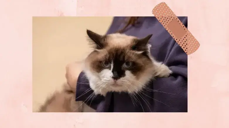 Snowshoe Cat vs Ragdoll