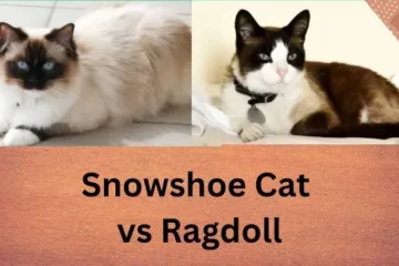 Snowshoe Cat vs Ragdoll