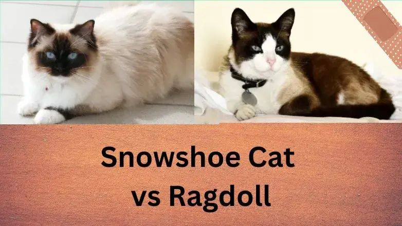 Snowshoe Cat vs Ragdoll