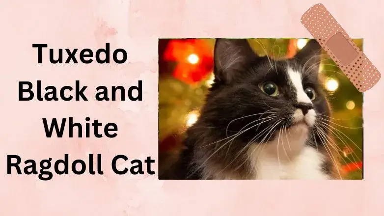Tuxedo Black and White Ragdoll Cat