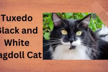 Tuxedo Black and White Ragdoll Cat