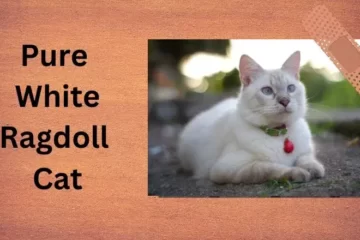 pure white ragdoll cat