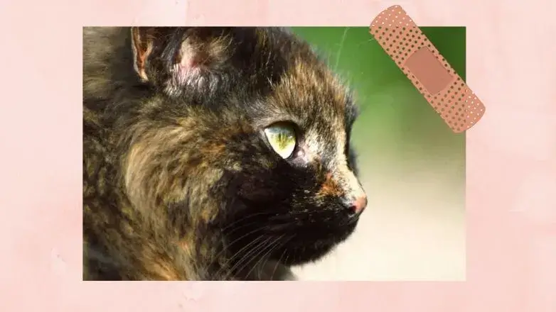 Tortoiseshell Calico Ragdoll Cat 2