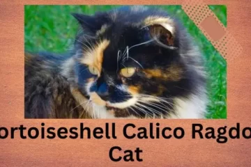 Tortoiseshell Calico Ragdoll Cat