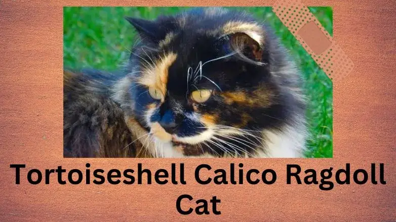 Tortoiseshell Calico Ragdoll Cat