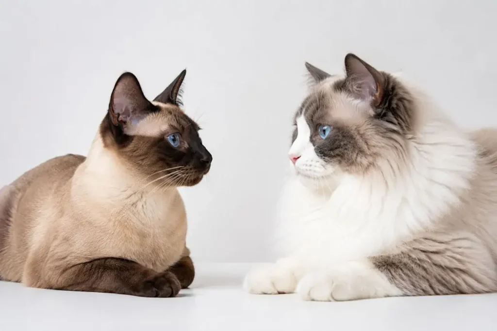 Calm encounter of two cats Ragdoll Cat Mixed With Siamese
