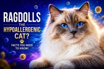 Fluffy Ragdoll cat and allergen facts Ragdoll Cats And Allergies