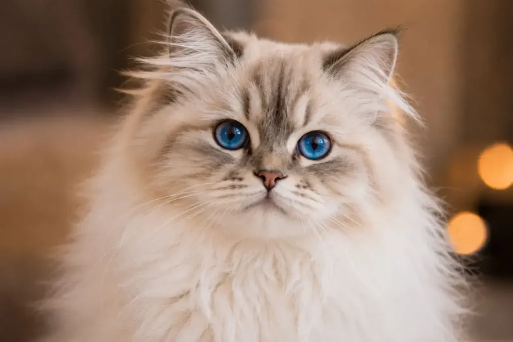 Fluffy cat with vivid blue eyes