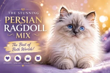The stunning Persian Ragdoll mix