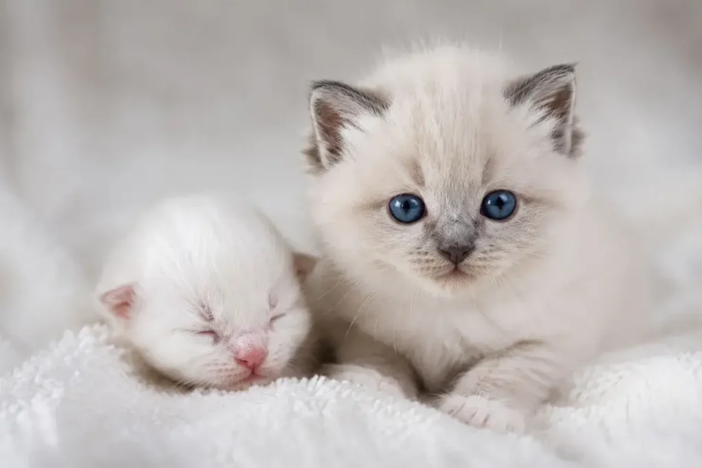 Cozy kitten snuggles on soft blanket Dark Gray Ragdoll Cat