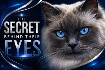 Dark Gray Ragdoll Cat