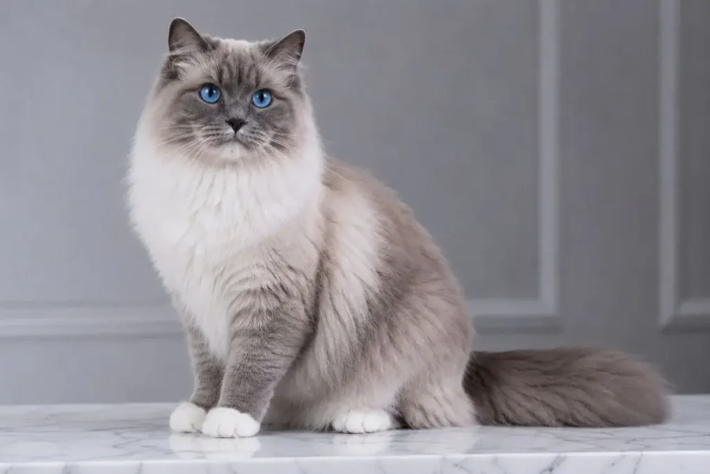 Fluffy cat on marble surface Dark Gray Ragdoll Cat
