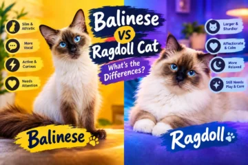01 Balinese vs Ragdoll Cat Comparison
