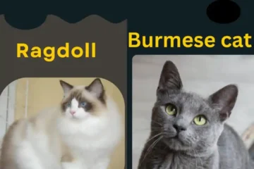 Burmese vs Ragdoll Cat