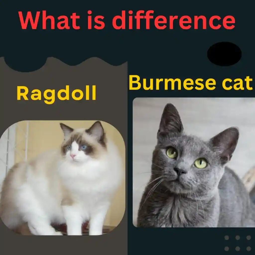 Burmese vs Ragdoll Cat