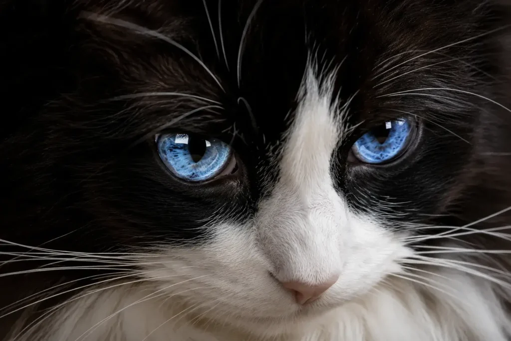 Intense gaze of a tuxedo cat Tuxedo Black and White Ragdoll Cat