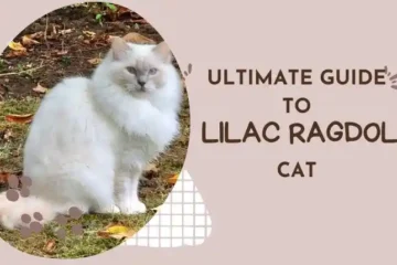 Lilac Ragdoll cat