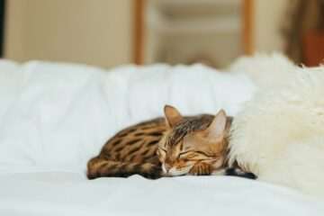 Bengal-patterned spotted kitten resting