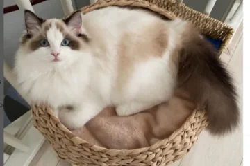 Ragdoll Cat Colors and Patterns