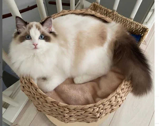 Ragdoll Cat Colors and Patterns