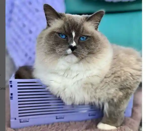 Blue Mitted Ragdoll cat close up