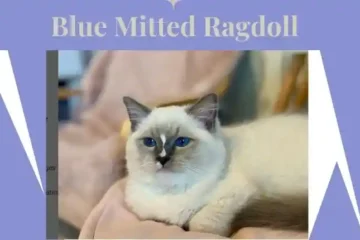 blue mitted ragdoll cat