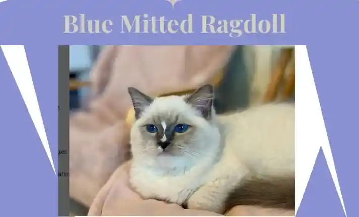 blue mitted ragdoll cat