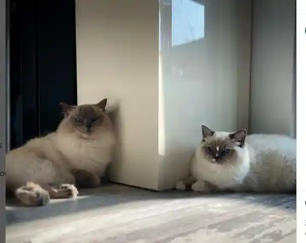 Blue Mitted Ragdoll cat with white paws