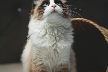 Brown and white cat sitting on a bed at home