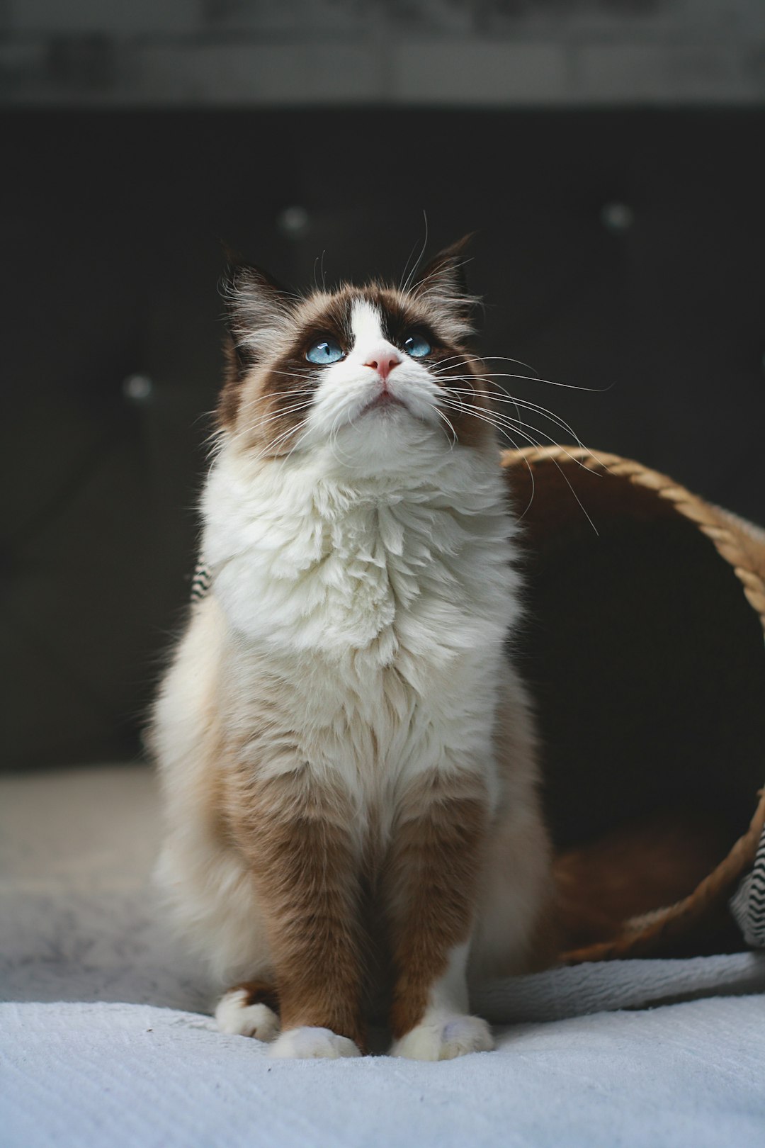 Brown and white cat sitting on a bed at home