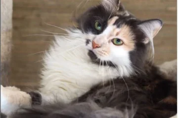 Calico Ragdoll Cat