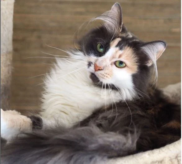 Calico Ragdoll Cat