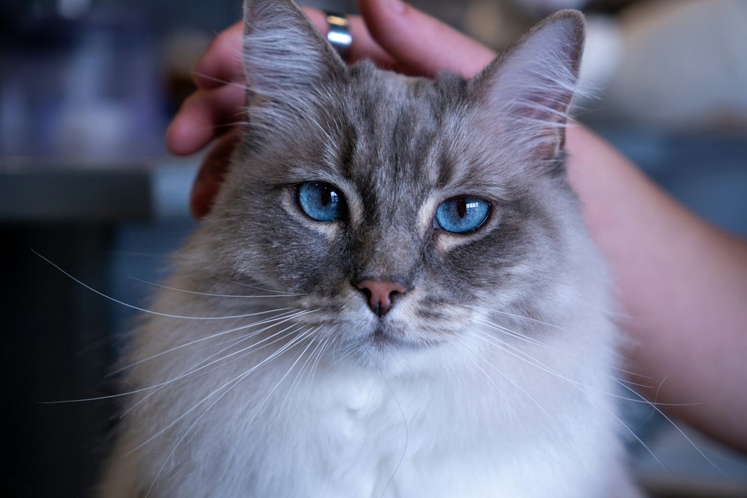 Cat being affectionately petted by owner