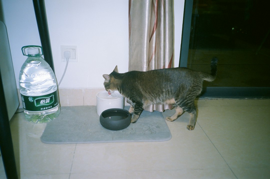 Cat drinking water from a bowl indoors