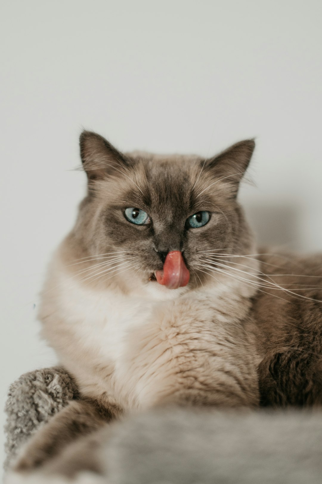 Cat grooming with tongue out showing tongue barbs used to catch loose fur
