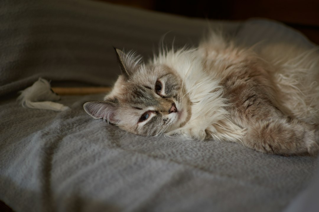 Cat resting peacefully with eyes closed