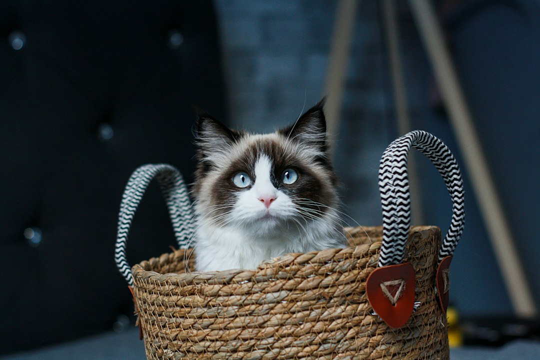 Cat sitting cozily in a basket at home