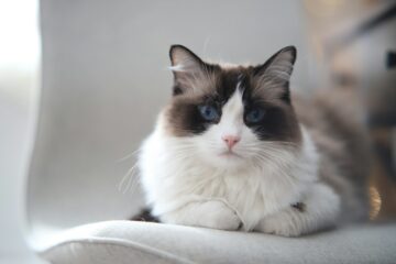 Cat with blue eyes sitting calmly on a chair
