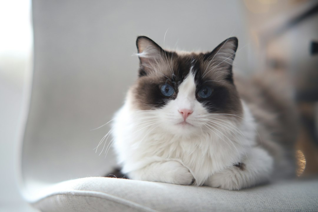 Cat with blue eyes sitting calmly on a chair